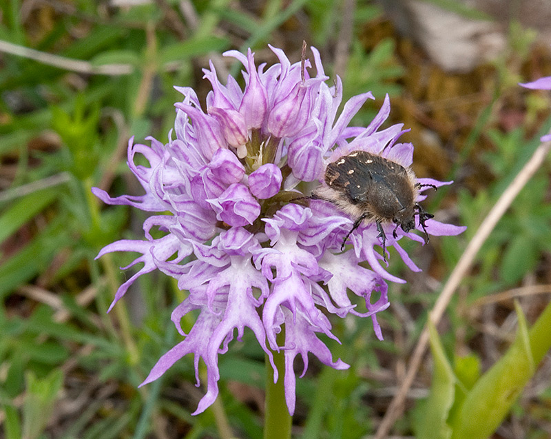 Orchis-italica-con-Tropinota-squalida-8518_bis2014.jpg