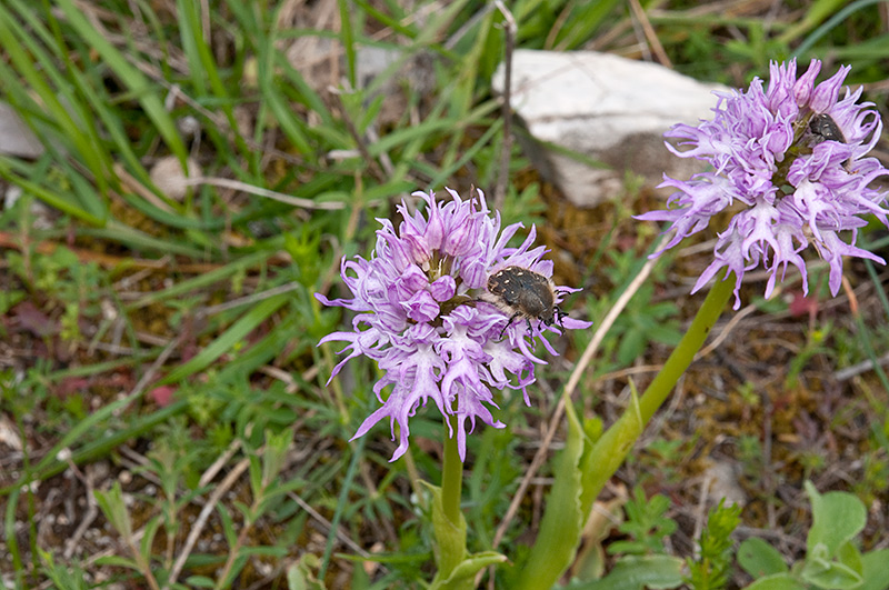 Orchis-italica-con-Tropinota-squalida-8518_2014.jpg