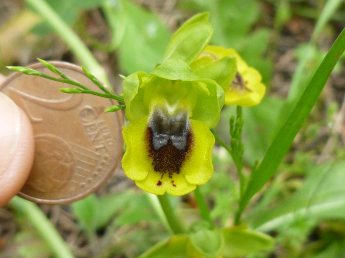 Gialla id1.JPG