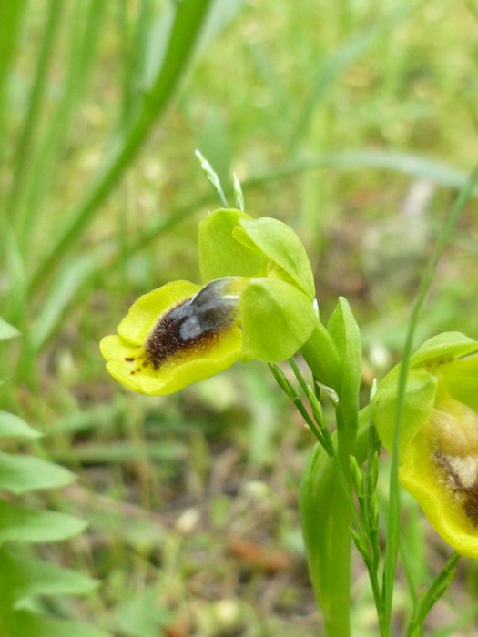 Gialla id2.JPG
