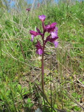 15-Anacamptis_morio-cfr-pianta.JPG