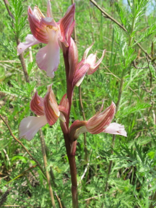 08-Anacamptis-papilionacea-labello_bianco.JPG