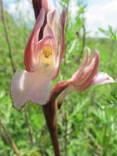 09-Anacamptis-papilionacea-labello_bianco.JPG