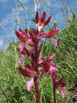 04-Anacamptis-papilionacea-infiorescenza-sperone.JPG