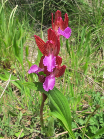 06-Anacamptis-papilionacea-labello_purpureo.JPG