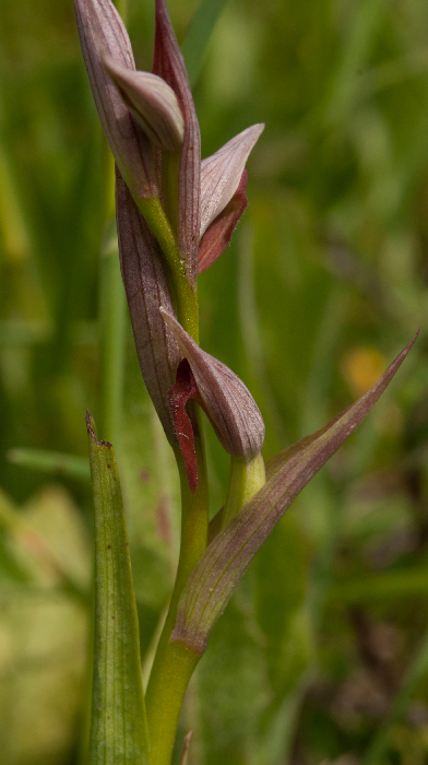 Serapias-parviflora_1a.jpg