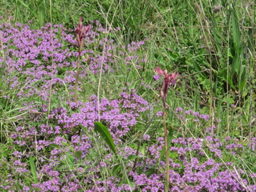 16-Anacamptis-papilionacea_su_tappeto_di_Thymus_longicaulis-ssp_longicaulis.JPG