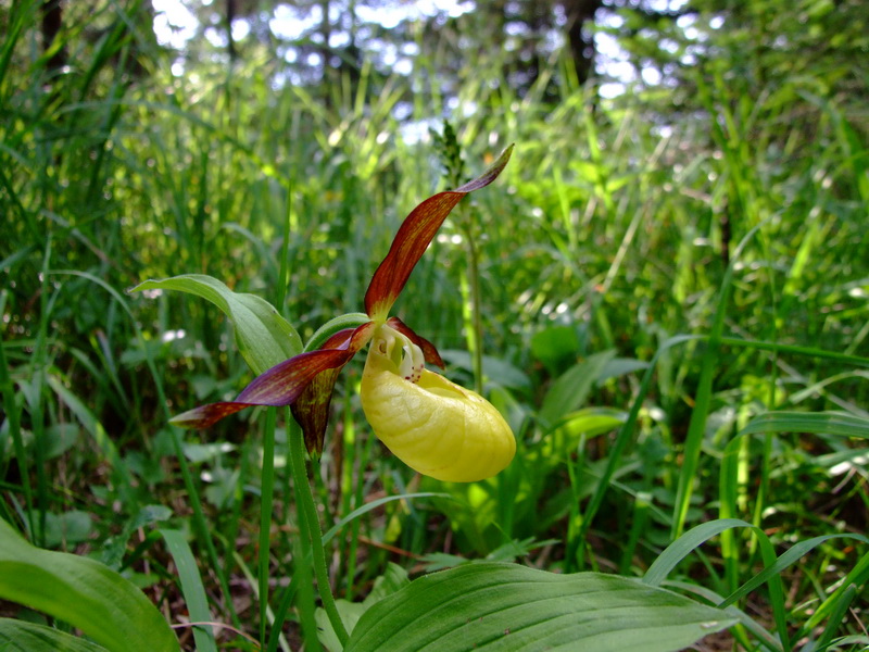 Cypripedium.jpg