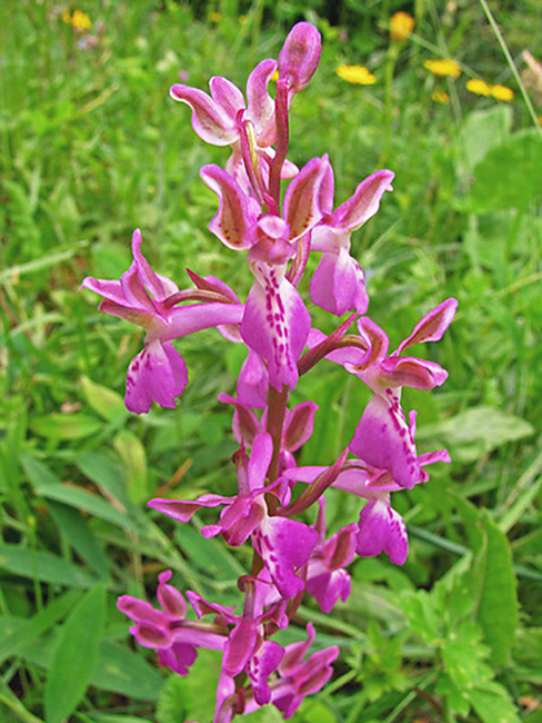 Orchis  patens  2.jpg