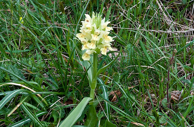 Dactylorhiza-sambucina-8733_35_2014.jpg