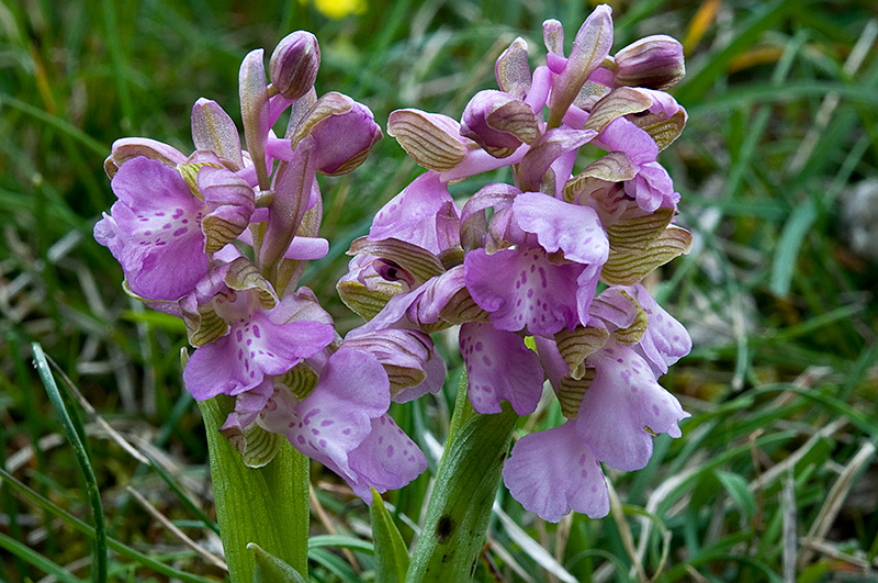 Anacamptis-morio-8709_13_2014.jpg