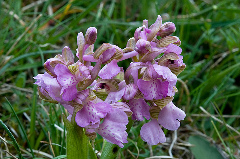 Anacamptis-morio-8714_18_2014.jpg