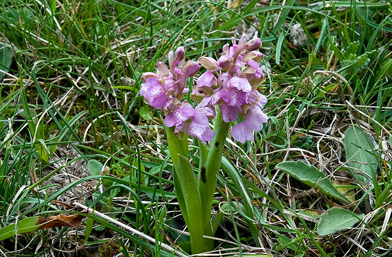 Anacamptis-morio-8699_03_2014.jpg