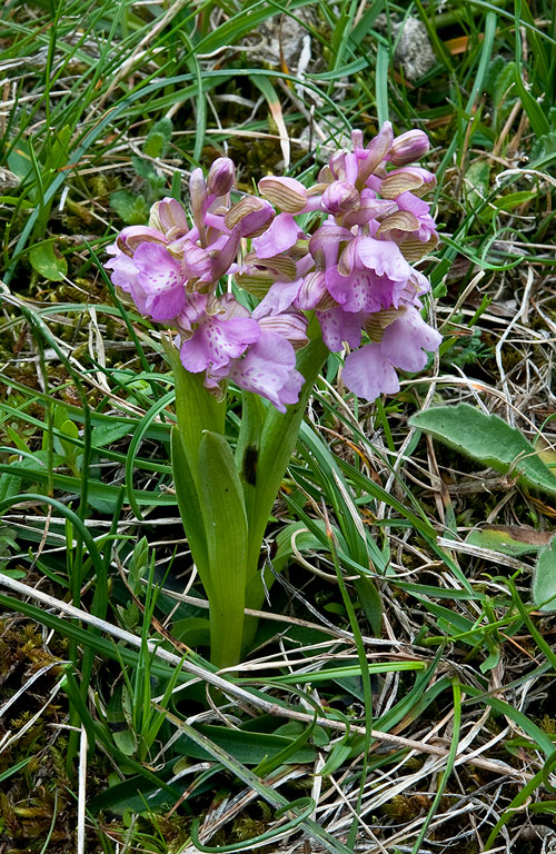 Anacamptis-morio-8694_98_2014.jpg