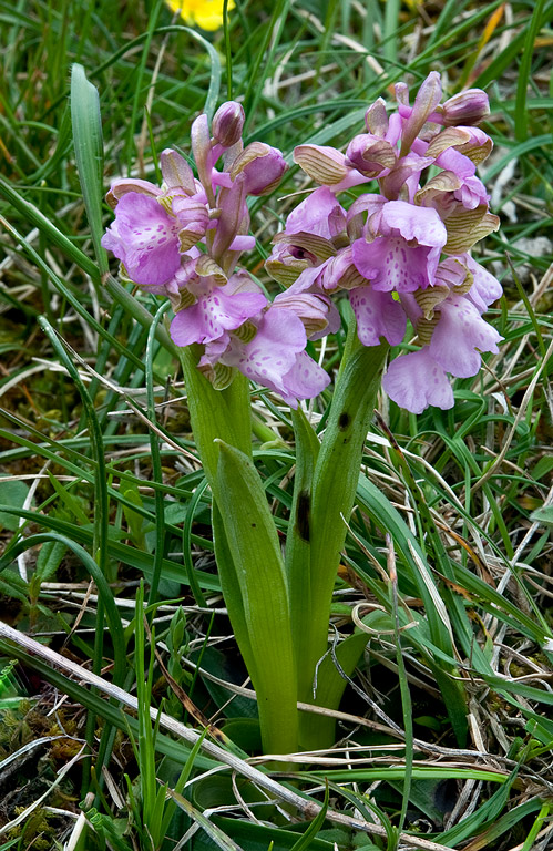 Anacamptis-morio-8688_92_2014.jpg