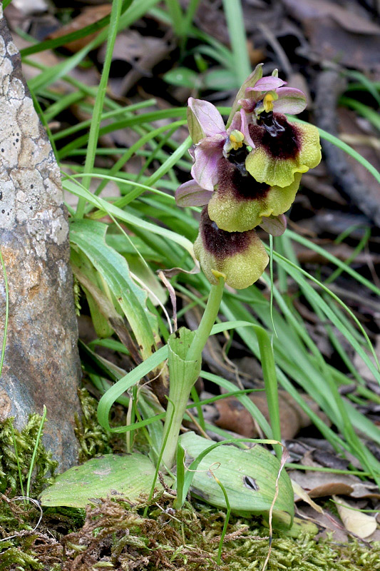 1m-ophrys-normanii.jpg