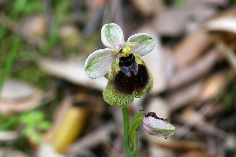 2m-ophrys-normanii.jpg