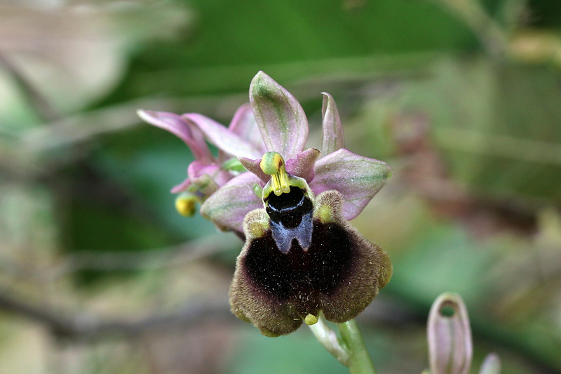 3m-ophrys-normanii.jpg