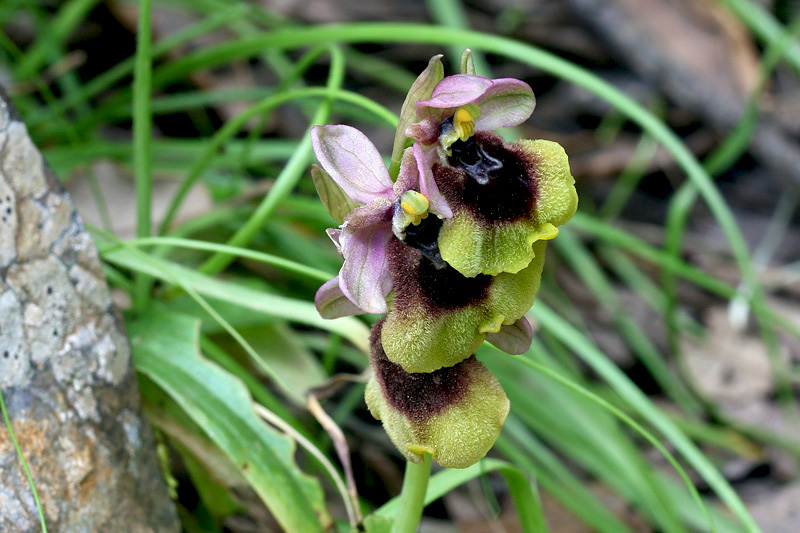 4m-ophrys-normani.jpg