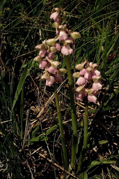 Anacamptis morio 434.JPG