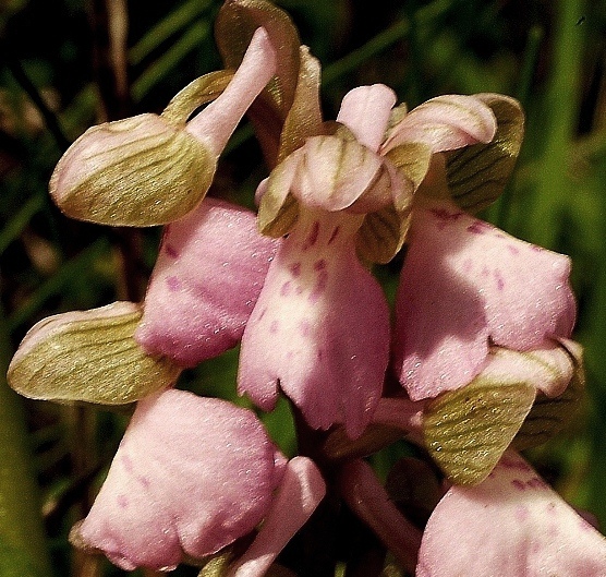 Anacamptis morio 435.JPG