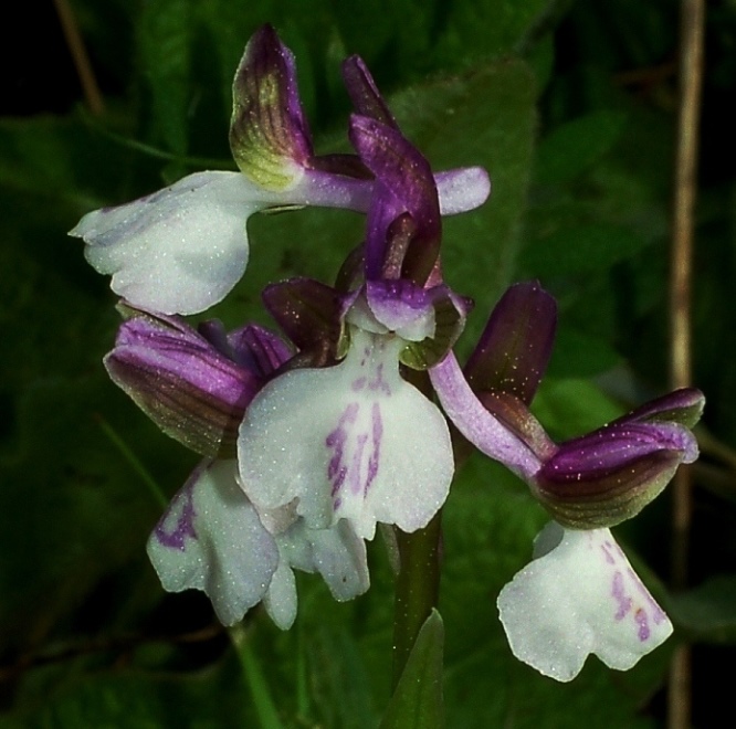 Anacamptis morio 4990 - Copia.JPG