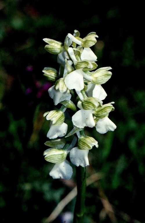 Anacamptis morio fo albida 12.jpg