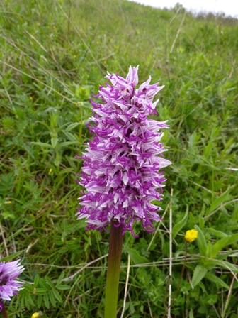 O. simia (2).JPG