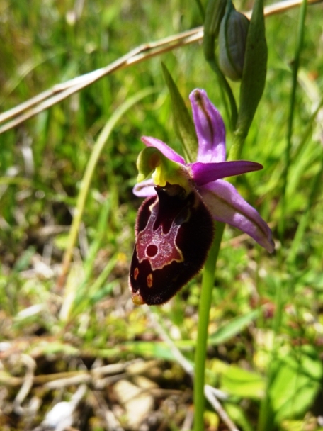 Ophrys x enobarbia.JPG