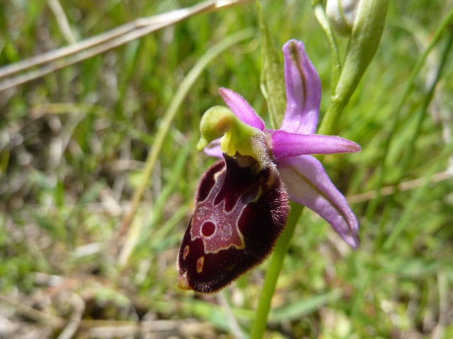 Ophrys x enobarbia (2).JPG