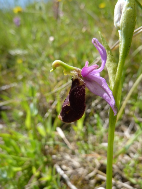 Ophrys x enobarbia (3).JPG