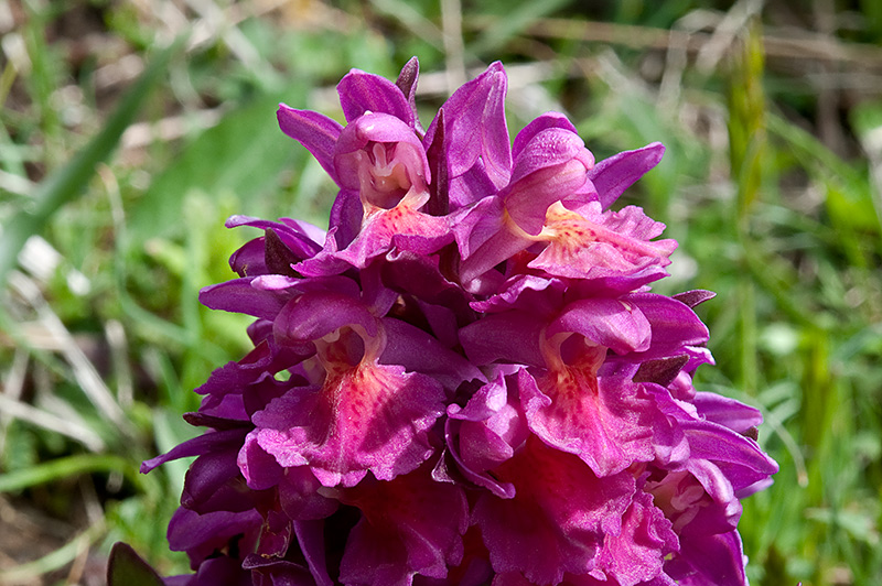 Dactylorhiza-sambucina-8791_96_2014.jpg