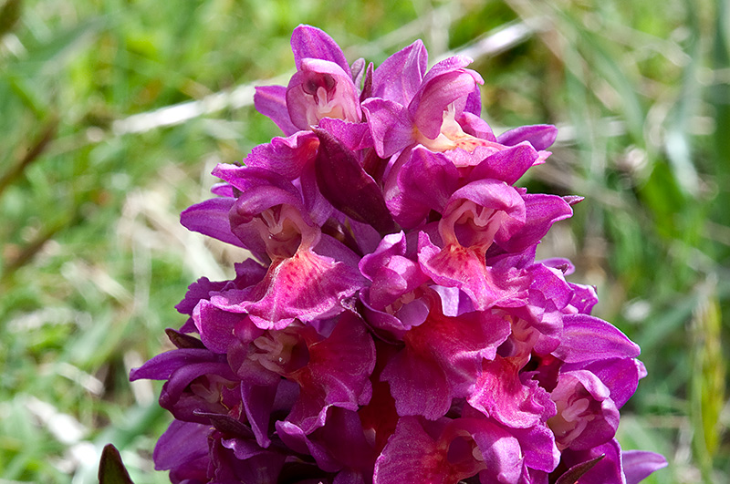 Dactylorhiza-sambucina-8787_90_2014.jpg