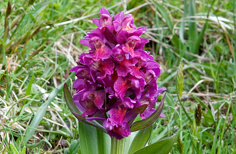 Dactylorhiza-sambucina-8780_82_2014.jpg