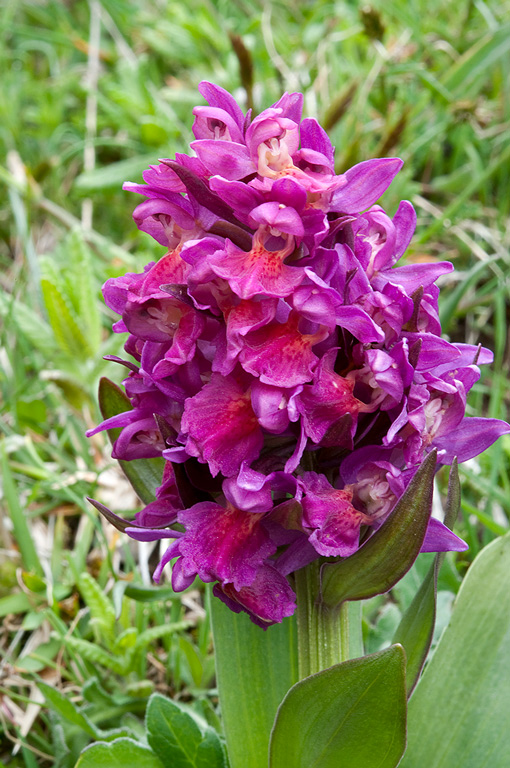 Dactylorhiza-sambucina-8776_79_2014.jpg