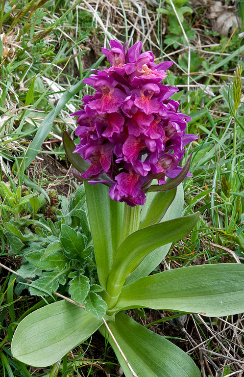 Dactylorhiza-sambucina-8769_72_2014.jpg