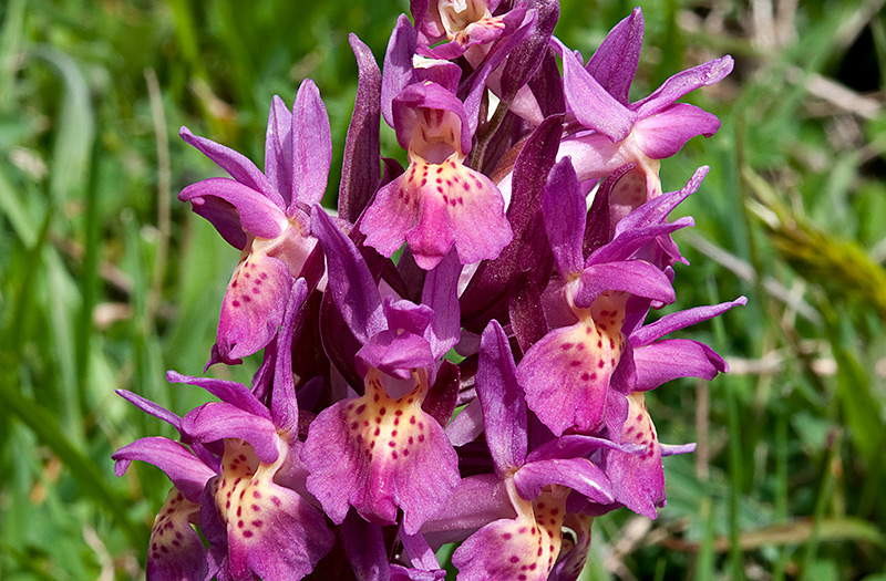 Dactylorhiza-sambucina-8816_20_2014.jpg