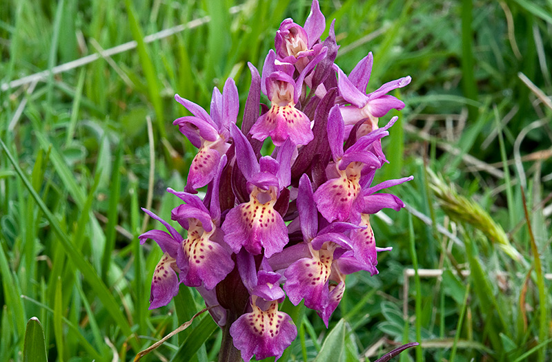 Dactylorhiza-sambucina-8812_15_2014.jpg