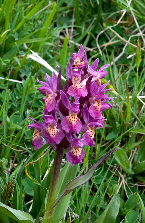 Dactylorhiza-sambucina-8806_08_2014.jpg