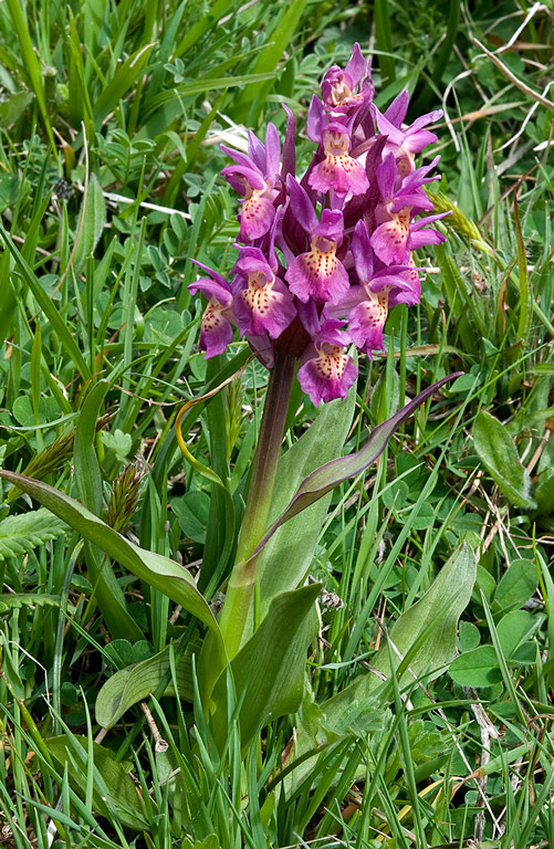 Dactylorhiza-sambucina-8797_99_2014.jpg