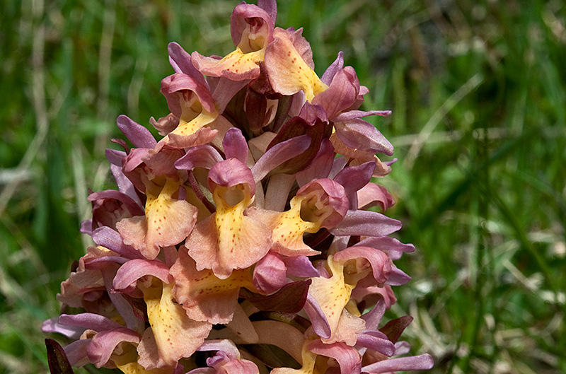 Dactylorhiza-sambucina-8860_63_2014.jpg