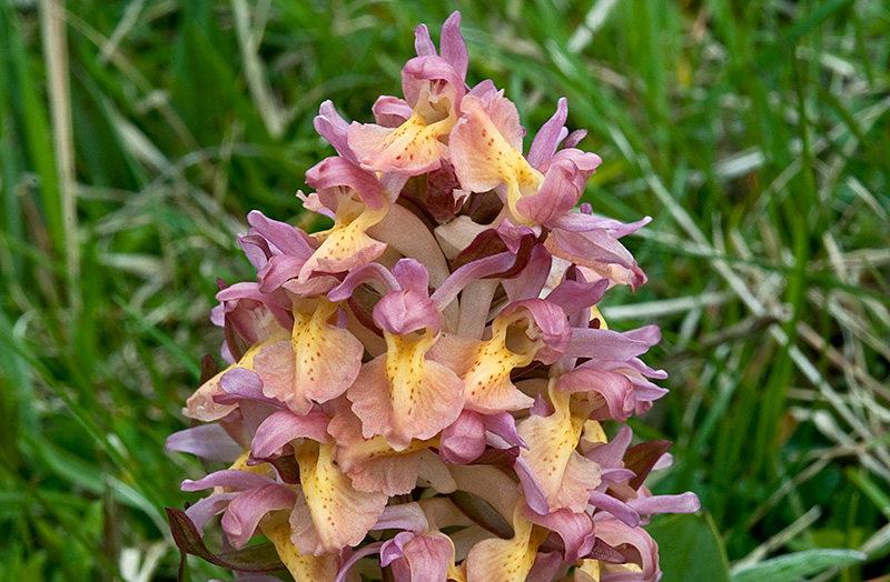 Dactylorhiza-sambucina-8857_59_2014.jpg