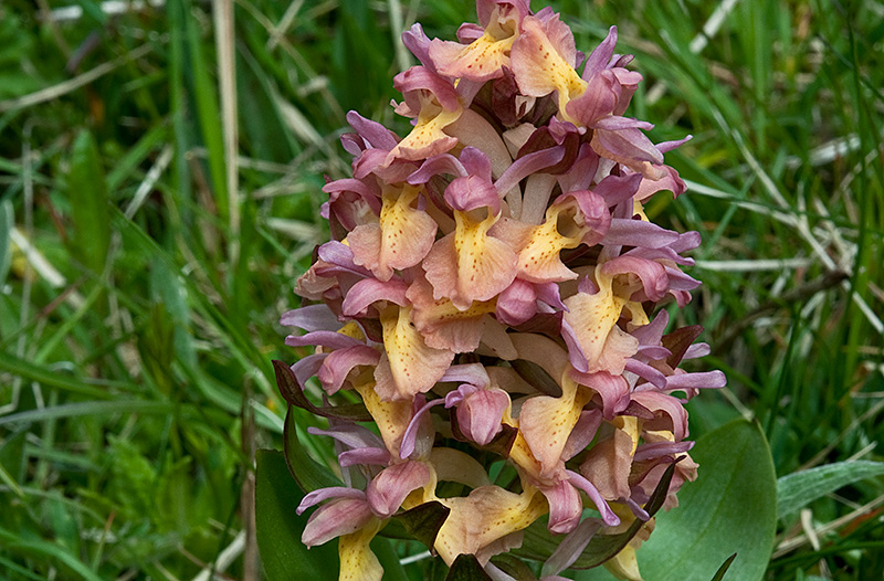 Dactylorhiza-sambucina-8849_52_2014.jpg