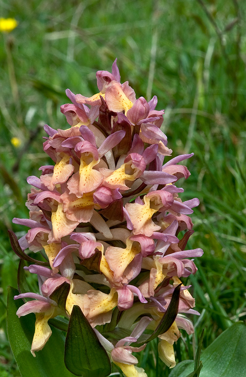 Dactylorhiza-sambucina-8853_56_2014.jpg