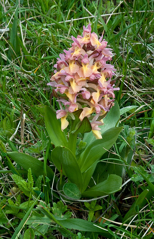 Dactylorhiza-sambucina-8842_45_2014.jpg