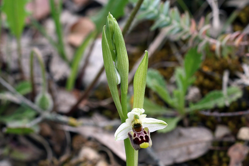 2m-ophrys-holosericea subsp. annae.jpg