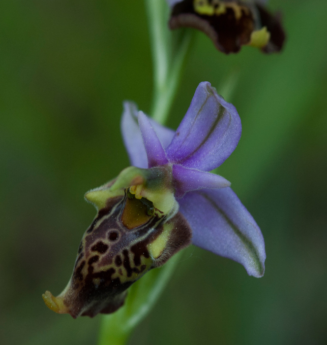 Apulica-camastra-2.jpg