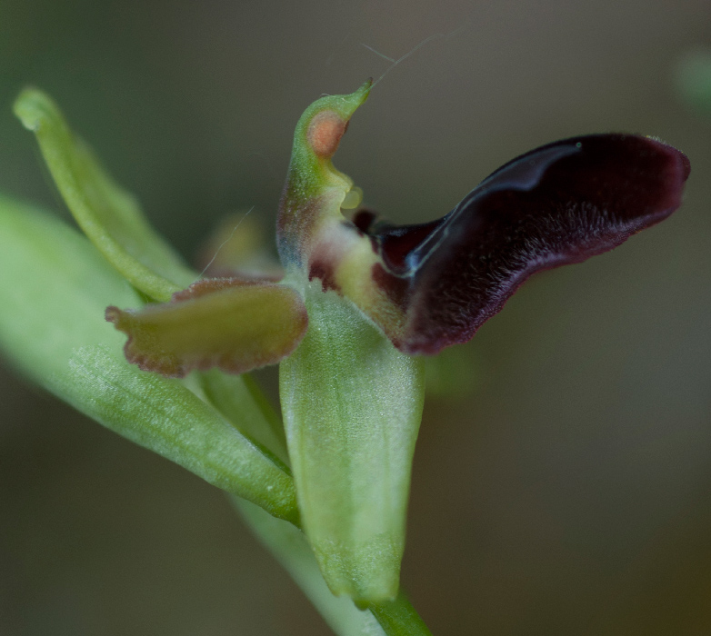 Op-pseudoatrata-camastra-1.jpg