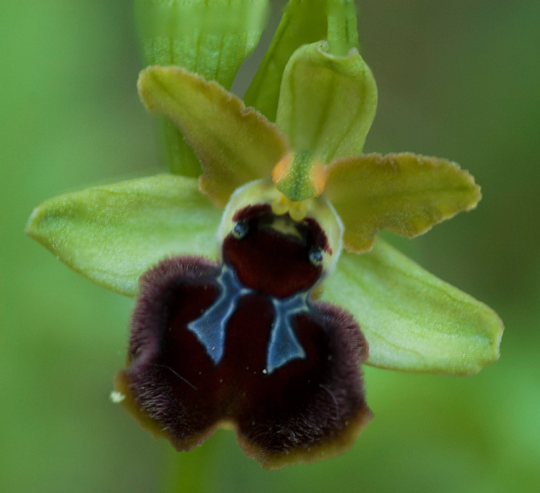 Op-pseudoatrata-camastra-2.jpg