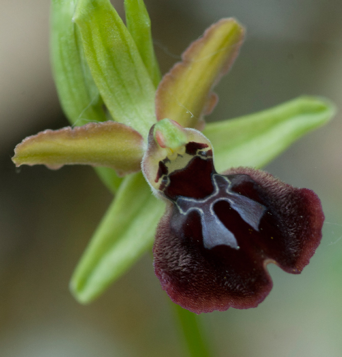 Op-pseudoatrata-camastra-4.jpg
